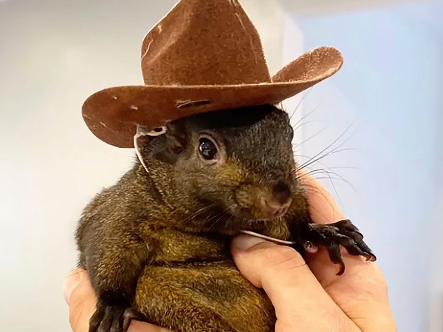 Heartbreak in Upstate NY: Couple Sues State for $10 Million Over Pet Squirrel P’Nut’s Tragic Death