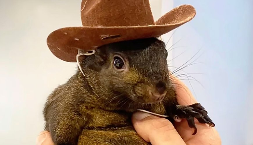 Heartbreak in Upstate NY: Couple Sues State for $10 Million Over Pet Squirrel P’Nut’s Tragic Death