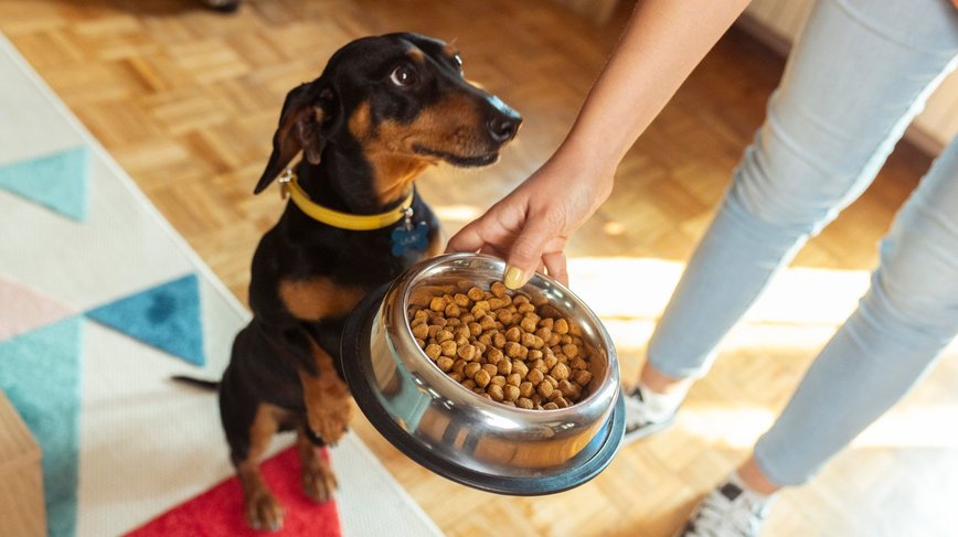 Unleashing the Secret: How Your Dog's Dinner Could Be a Climate Culprit!