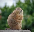 Scientists Get Creative: "OnlyMarms" on OnlyFans to Save Marmot Research