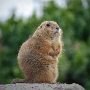 Scientists Get Creative: "OnlyMarms" on OnlyFans to Save Marmot Research