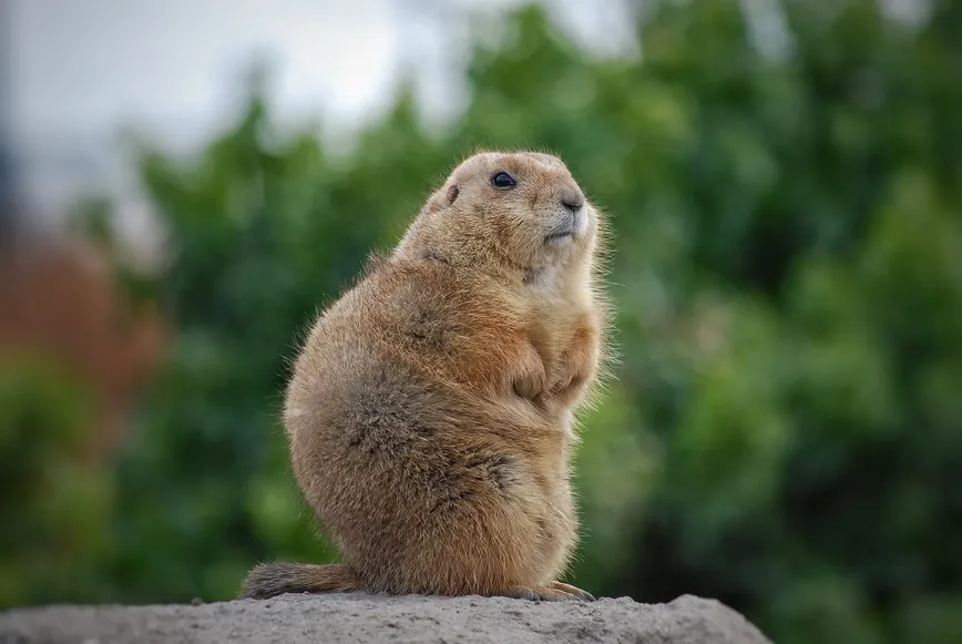 Scientists Get Creative: "OnlyMarms" on OnlyFans to Save Marmot Research