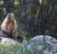 Marmots Make Their OnlyFans Debut to Help Fund Science Amidst Budget Cuts