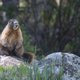 Marmots Make Their OnlyFans Debut to Help Fund Science Amidst Budget Cuts