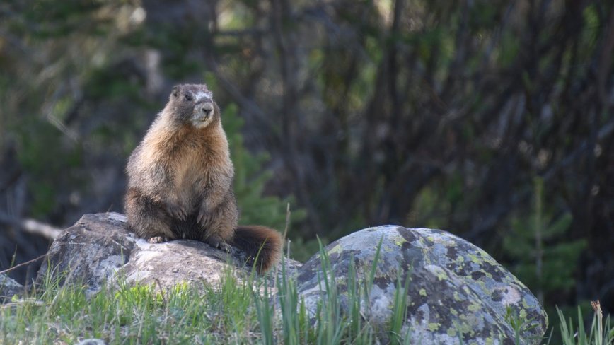 Marmots Make Their OnlyFans Debut to Help Fund Science Amidst Budget Cuts